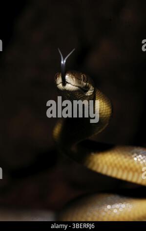 Australian water python (Liasis fuscus Stock Photo - Alamy