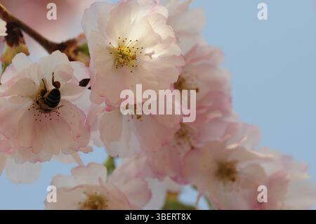 Japanese wild cherry (prunus yedoensis Stock Photo - Alamy