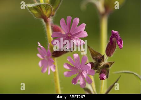 Glueweed (Silene dioica) Stock Photo