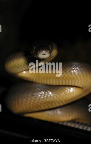 Australian water python (Liasis fuscus Stock Photo - Alamy
