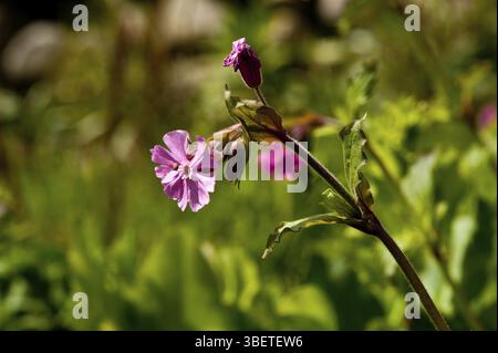 Glueweed (Silene dioica) Stock Photo