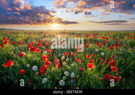 beautiful sunrise over a summer blossoming meadow Stock Photo - Alamy