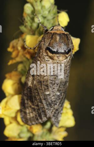 Willow borer (Cossus cossus Stock Photo - Alamy