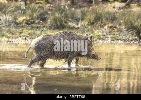 Scorfa Wild boar Roe deer (Sus scrofa Linnaeus Stock Photo - Alamy