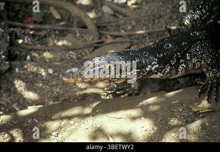 Banded monitor lizard (Varanus salvator), Tissamaharama, Southern ...