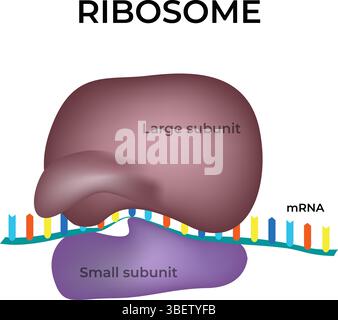 Ribosome Structure and Function in Protein Synthesis Design, Vector Illustration Stock Vector