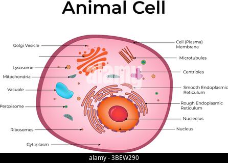 Animal Cell Structure Diagram Design Vector Illustration Stock Vector