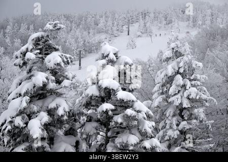 Snow covered trees atop Mount Zao at the Zao Ski Resort, Yamagata prefecture, Japan,Asia. Stock Photo