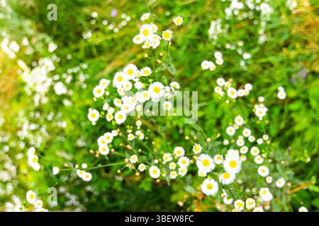 Leucanthemum daisy blossom on the summer meadow. Beautiful white flowers in green grass. Stock Photo