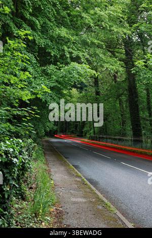 A car passes through Dam Wood in West Lancashire on a spring evening leaving red light trails from its rear lights as it curves round the bend Stock Photo