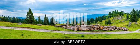 Felled trees near pasture in Slovenia Alps, city Kamnik. Wood in foreground, forest and mountains in background. Stock Photo