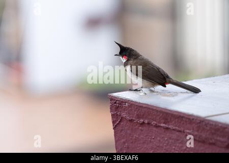 Red Fronted Bulbul Bird Sitting On A Wall, Goa In South India, Wildlife In Urban Environment, Pycnonotus Jocosus Stock Photo