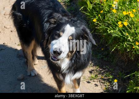 A handsome tricolour Border Collie looking up at the camera. Stock Photo