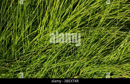Pine needles clump conifer tree branch nature botany garden background. Stock Photo