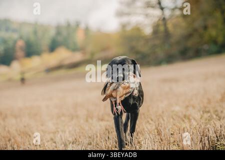 A black labrador with a partridge in its mouth on a pheasant shoot in UK Stock Photo