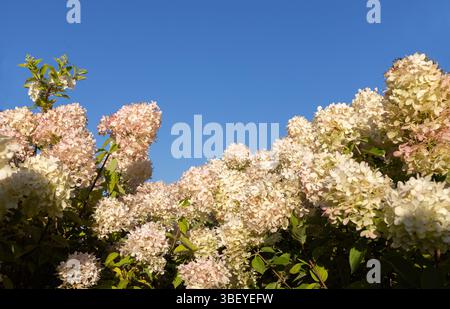 Beautiful creamy white beige hydrangea in full bloom against the sky. Enjoy blooming nature. Sunny summer day, big flowers. Space for text Stock Photo