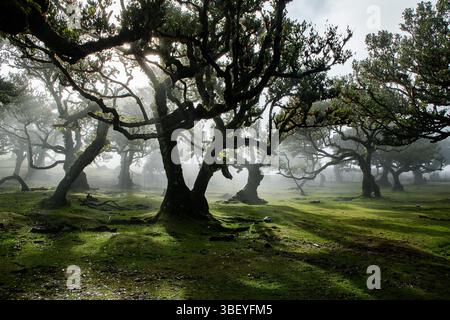 Fanal laurel forest with majestic ancient trees, Madeira, Portugal Stock Photo