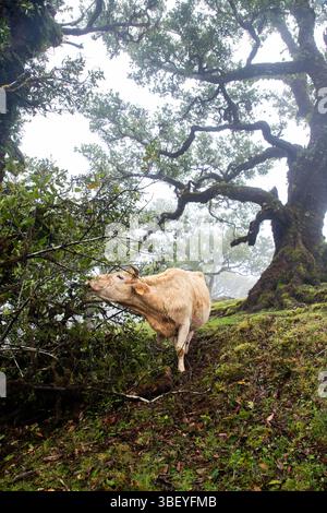 Fanal laurel forest with majestic ancient trees, Madeira, Portugal Stock Photo