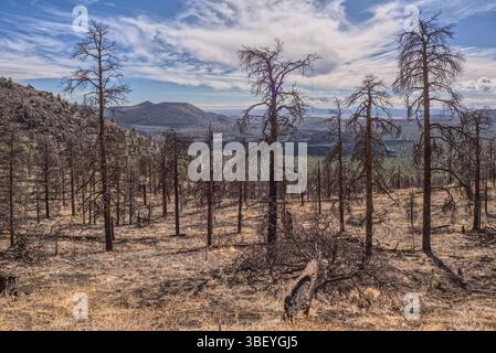 Dead trees from a past forest fire on the slope of O'Leary Peak in northern Arizona. Sunset Crater Volcano is in the background. Stock Photo
