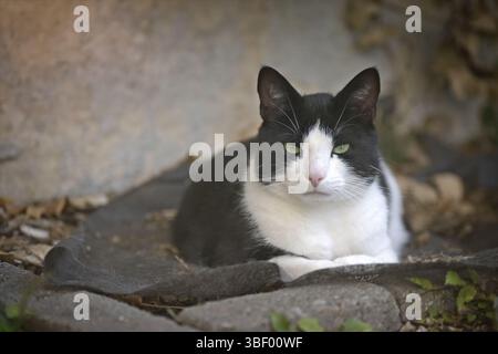Cute tuxedo cat ssunbathing at back yard and looking curious at camera. Stock Photo