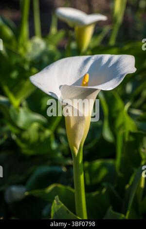 Calla Lily flower Stock Photo