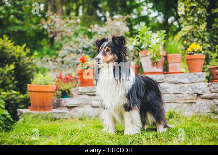 Shetland Sheepdog Stock Photo
