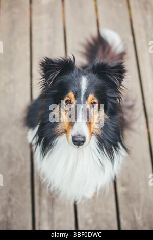 Shetland Sheepdog Stock Photo