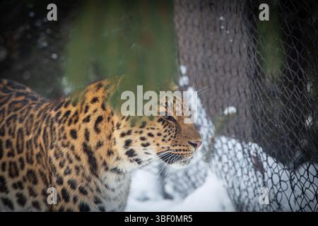 Amur Leopard in Snowy Enclosure Behind Fence – Critically Endangered Species Stock Photo