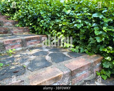 Close-up of old brick and stone steps with green ivy leaves, natural texture, summer daylight, outdoor pathway detail for background or design. Stock Photo