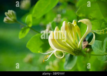 A beautiful,  yellow Common Honeysuckle (Lonicera periclymenum) with out of focus green foliage flowers in the background Stock Photo