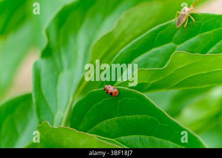 Orange Ladybug Crawling on Vibrant Green Leaf Stock Photo