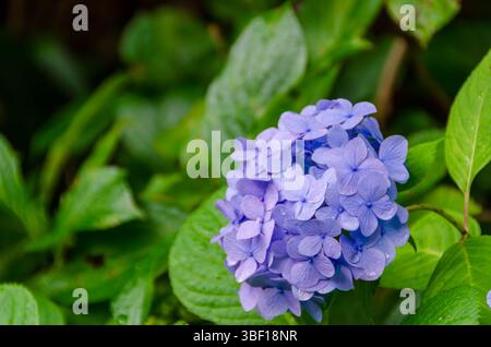 Vibrant Purple Hydrangea Cluster Amid Lush Greenery Stock Photo
