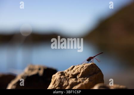 A vivid red dragonfly rests on a sunlit rock beside a blurred lake in South Africa, with soft bokeh background and natural lighting. Stock Photo
