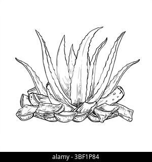 Aloe plant with sliced leaves arranged around it and dripping juice monochrome vector illustration painted by black inks. Skincare remedy Stock Vector