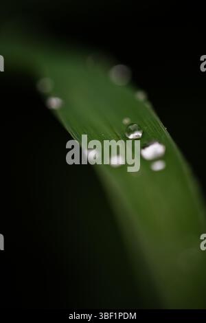 Minimal Raindrop on Green Blade of Grass Stock Photo