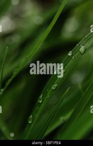 Raindrops Resting on Vibrant Green Plant Stock Photo