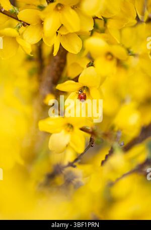 Ladybug on bright yellow flowers of forsythia shrub in spring. Stock Photo