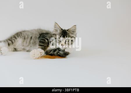 Playful kitten relaxing with feather toy on white background Stock Photo