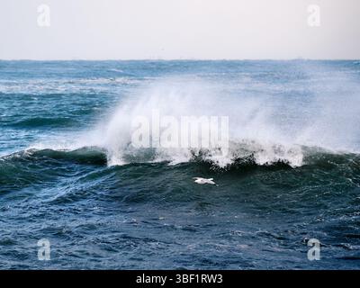 Seagull flying low over big ocean waves during storm Stock Photo