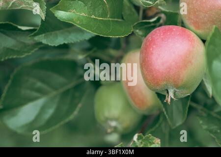 Close up of red and green apples ripening on tree Stock Photo