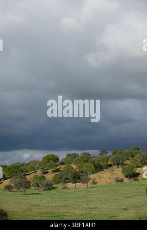 Storm clouds gather over a field of trees, threatening rain. Stock Photo