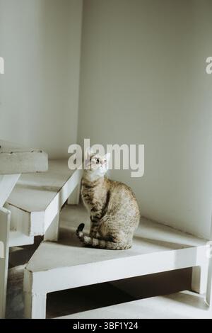 Tabby cat sitting on white concrete spiral staircase indoors Stock Photo