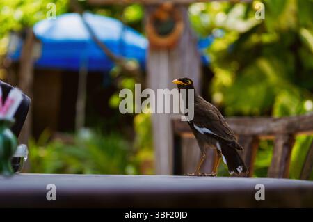 Common myna with yellow beak perched on a modern LED streetlight ...