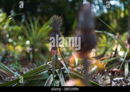 Baby pineapple growing in tropical sunlight Stock Photo