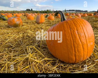 Close up of a large pumpkin in a pumpkin patch Stock Photo