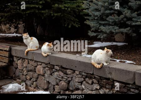 Family of homeless ginger and white cats sit on a stone wall Stock Photo