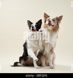 Two border collies sit side by side on a beige background, one raising a paw. Their fluffy fur and attentive gaze make them look affectionate. Stock Photo