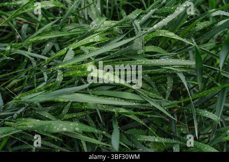 Macro photo of water drops after rain on green mowed grass. Image of purity and freshness of nature. For background and texture. Earth Day Stock Photo