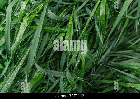 Macro photo of water drops after rain on green mowed grass. Image of purity and freshness of nature. For background and texture. Earth Day Stock Photo