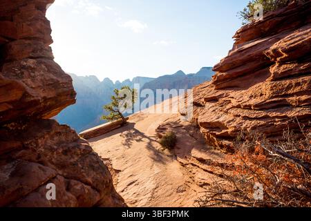 A small Pinyon Pine tree (Pinus edulis) and sandstone at the Pine Creek Canyon overlook in Zion National Park, Utah Stock Photo